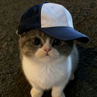 suara asli - DITZZZZZ