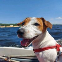 dog_ram_21