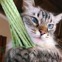 lola.and.lana.cat