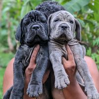 nikikennel