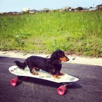 оригинальный звук