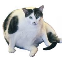 chonkytubbs