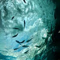 nhạc nền - thanh 🍁