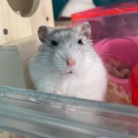hamster_more