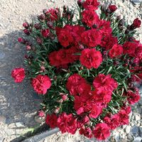 xeyallar_adasi_of