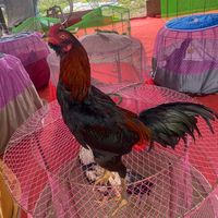 bunyi asal - adekrel_farm