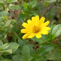 original sound - tanisakter3