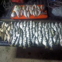 bunyi asal - B()T@K
