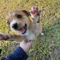 original sound - dee_pa11.11