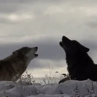 original sound - ghstrira