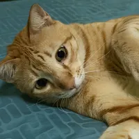 original sound - mayalovesua