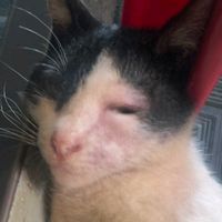 weom_weow