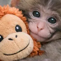 ERA FAZIRA KL MENJERIT