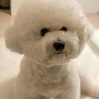 សំឡេងដើម - 🎧14K ZINTM