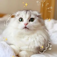 オリジナル楽曲 - ゴゴ。