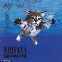 original sound - <★ Random Cat ★>  • Following