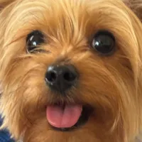 original sound - pechuguinelyorki