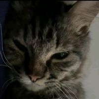 suara asli - D¡y@h