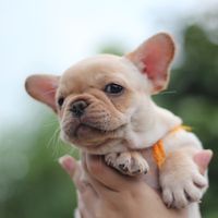 kaikaithefrenchie