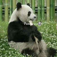 panda...12346