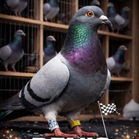 pigeonloftalbania