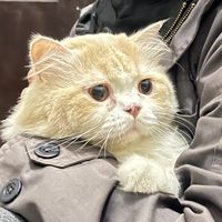mylo.hobitidur