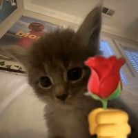 เสียงต้นฉบับ - 💫🐶ข้าวสวยl ✨🐕love youหนวด🐶