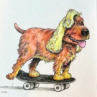 codasurfingdog
