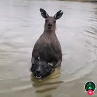 sanadegilanneneasigim