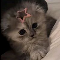 bunyi asal - lala♡