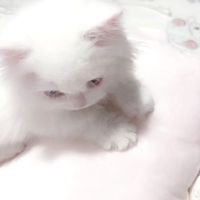 n_uyllx