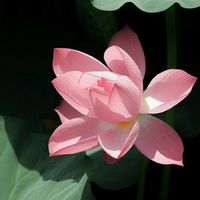 nhạc nền - Tiệm Trà Nhà Mây