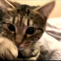 suara asli