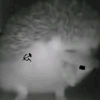 communist_hedgehog09