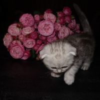 meriiisskaa