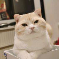 moewmeewneko