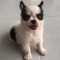 pipipoo_20
