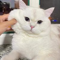 capcut28_