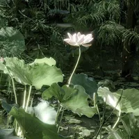 original sound - frooog00