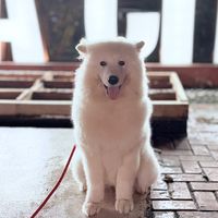pogithesamoyedph
