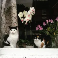 original sound - flowervalutoday