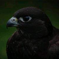 farzeenfshabaz1