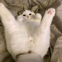 suara asli - lika