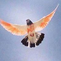 مانی سپـــــــــــرا