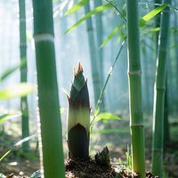 原声 - 萌芽竹艺