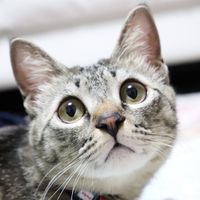 オリジナル楽曲 - 猫ひげ通信🐈🍼🐈‍⬛