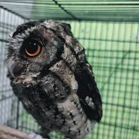 original sound - vallandbukanyangterbaik