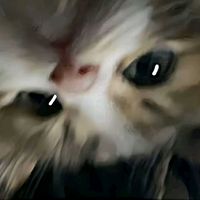 kadri_mc