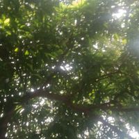 thedominicanpost