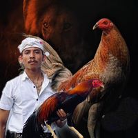 suara asli - GG.farm.bali